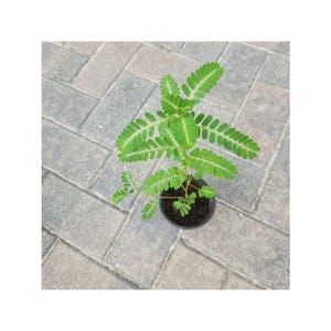 Seed Under Leaf Plant - Etsy