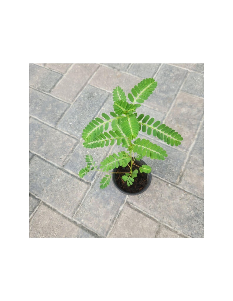 Stone Breaker plant, Live Chanca Piedra Plant: Phyllanthus Niruri live plant Organic Herbal -Remedy, Buy now. image 2