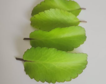 Miracle Leaves/Akka pana leaves/Kalanchoe Pintana/ World leaf/ Buy with confidence