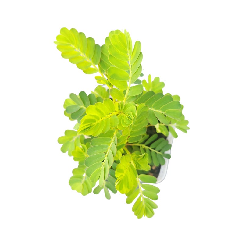 Stone Breaker plant, Live Chanca Piedra Plant: Phyllanthus Niruri live plant Organic Herbal -Remedy, Buy now. image 4