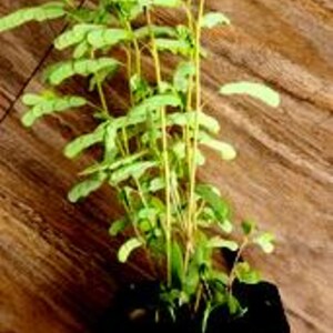 Stone Breaker plant, Live Chanca Piedra Plant: Phyllanthus Niruri live plant Organic Herbal -Remedy, Buy now. image 5
