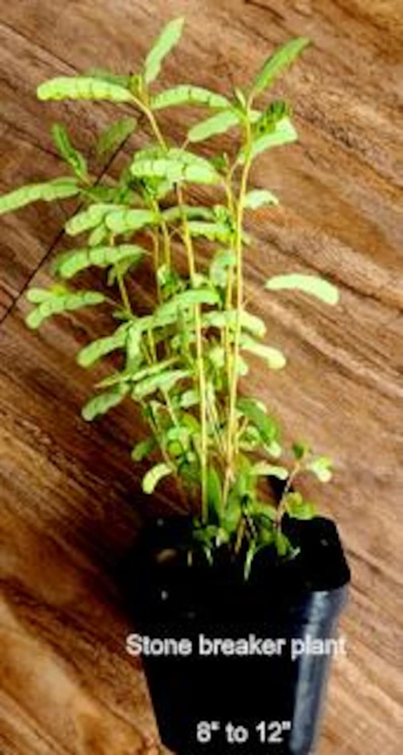Stone Breaker plant, Live Chanca Piedra Plant: Phyllanthus Niruri live plant Organic Herbal -Remedy, Buy now. image 5