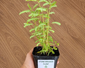 May include: A Stone Breaker plant, scientifically known as Phyllanthus niruri, featuring delicate, light green pinnate leaves on slender stems. The plant is housed in a black plastic nursery pot with a white label reading Stone Breaker Plant.