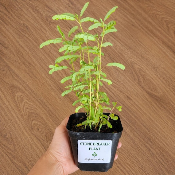 Stone Breaker plant, Live Chanca Piedra Plant: Organic Herbal -Remedy, Buy now, it is a growing season- Rare plant