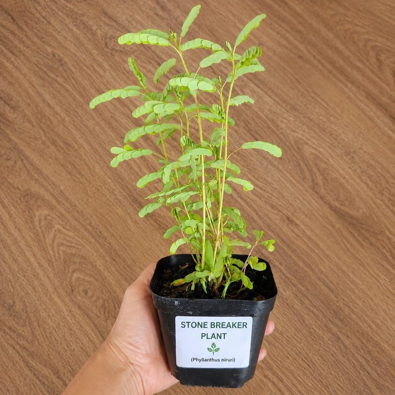 May include: A Stone Breaker plant, scientifically known as Phyllanthus niruri, featuring delicate, light green pinnate leaves on slender stems. The plant is housed in a black plastic nursery pot with a white label reading Stone Breaker Plant.
