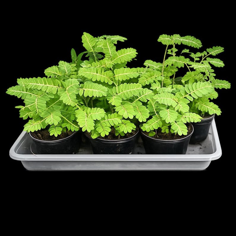 May include: Four small potted plants with bright green, feathery, compound leaves arranged in a rectangular light gray plastic tray. Each plant is housed in a simple black plastic container, showcasing delicate foliage with a distinct pinnate structure.