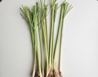 Rooted Lemongrass Stalks, 10 or 20 Plants, Cymbopogon citratus, Fresh Culinary Herb for Tea and Cooking