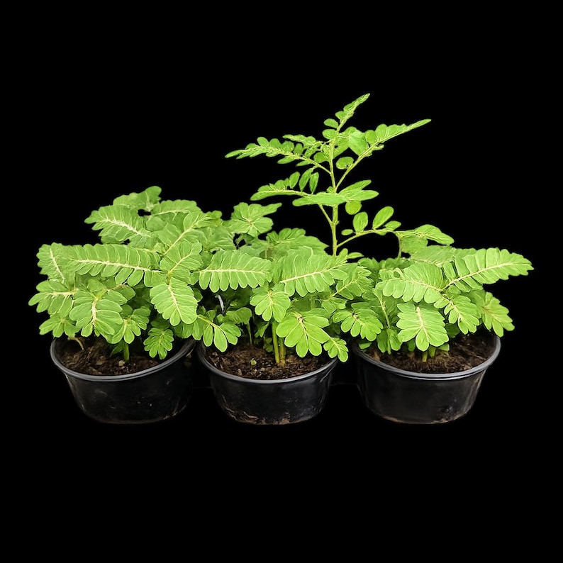 May include: Three small black plastic pots containing vibrant green plants with delicate, feathery, compound leaves. The plants have thin stems and are arranged in a row, showing dense foliage with light green veins against a black background.
