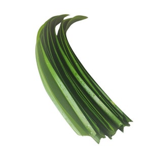 May include: A bunch of green pandan leaves, also known as screwpine leaves, are arranged in a curved shape. The leaves are long and narrow, with a smooth, glossy surface.