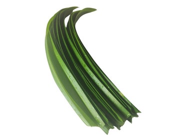 Pandan Leaves: Freshly cut/ ship same day/  Organic Rampe Leaf, Culinary Herb