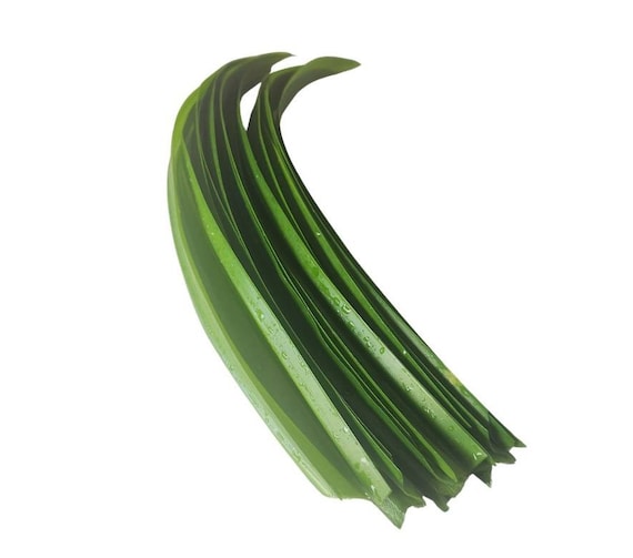 Pandan Leaves: Freshly cut/ ship same day/  Organic Rampe Leaf, Culinary Herb