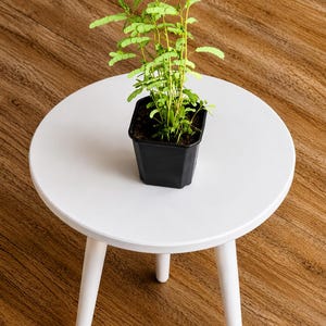 May include: A small, vibrant green plant with delicate, feathery leaves growing in a square black plastic pot. The plant is centered on a round, white three-legged table. The foliage features numerous tiny, oval-shaped leaflets on thin stems.