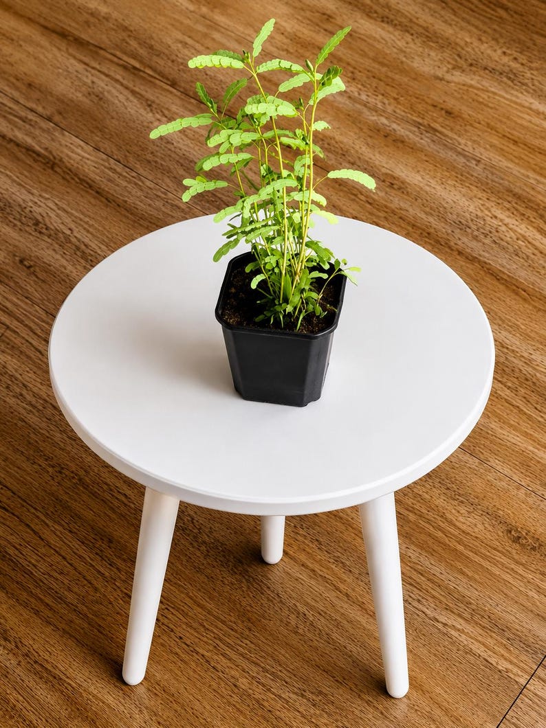 May include: A small, vibrant green plant with delicate, feathery leaves growing in a square black plastic pot. The plant is centered on a round, white three-legged table. The foliage features numerous tiny, oval-shaped leaflets on thin stems.