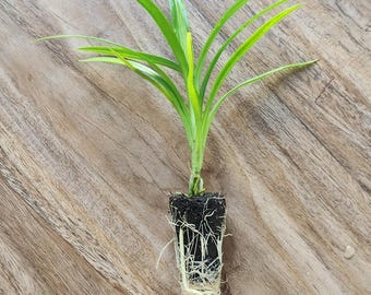 Biologische pandanplant (Rampay): biologische ceylonvariëteit - gorow in onze kwekerij