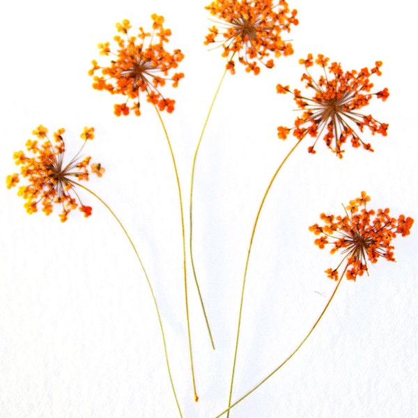 Orange Ammi Queen Anne's Lace Flowers with Stem Real Dried and Pressed Flowers - 5 Flowers