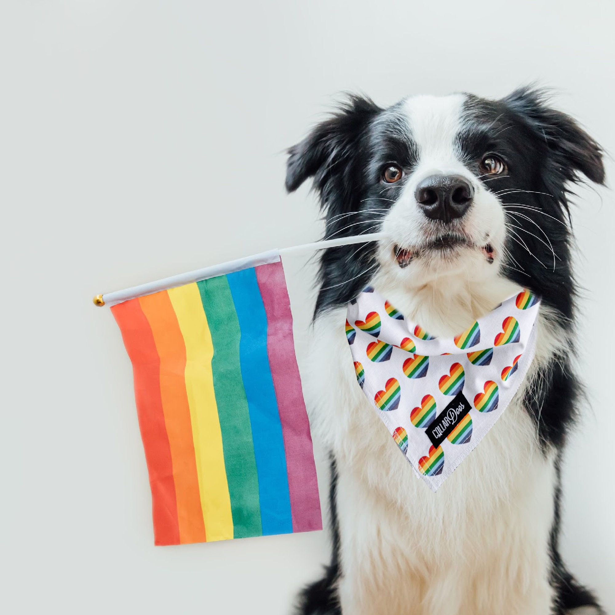 Pride Heart LGBTQ Dog Bandana Small Medium Large Traditional Etsy