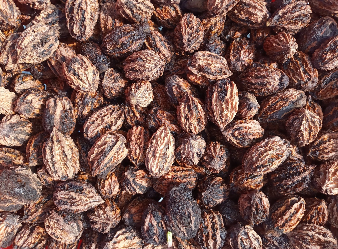 Fresh Organic Butternuts / White Walnuts for Planting juglans Cinerea