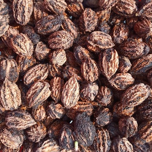 Fresh Organic Butternuts / White Walnuts for Planting (Juglans Cinerea)- Collected Fall 2023  - 12 Tree Seeds / Nuts - FREE SHIPPING