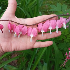 Bleeding Heart Perennial Flower Seeds (Dicentra / Lamprocapnos Spectabilis) - Pink - 15, 45, or 130 Count - FREE SHIPPING