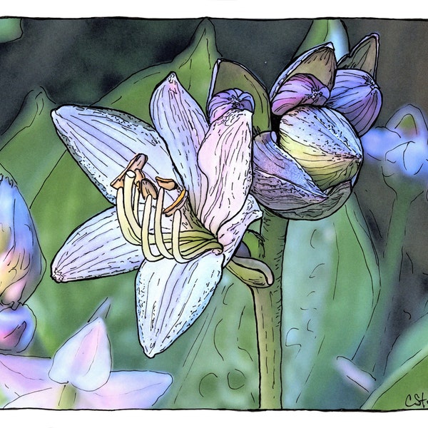 Print of Original Hand Doodled Photo of a serene Summer Hosta bloom.  Altered photography.