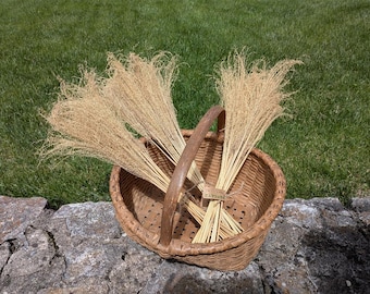Manojo de hierba floral seca, Miscanthus Sinensis