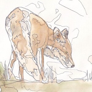 Pausing Red Fox Giclee Art Print Open Edition Wildlife Animal Art