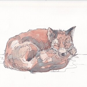 The Sleeping Red Fox Giclee Art Print Open Edition Wildlife Animal Art
