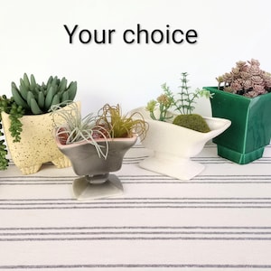 May include: Four distinct planters containing various succulents and air plants are arranged in a row. The text 'Your choice' is centered above them. The planters include a speckled yellow pot, a gray glass pedestal bowl, a white vessel, and a green pot.