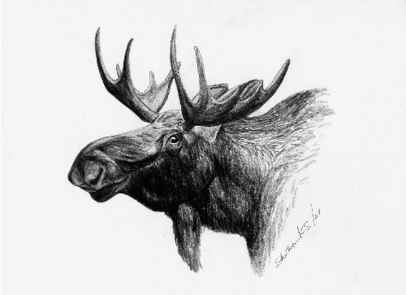 Moose Head Limited Edition Print Black White Drawing Signed And Numbered By Canadian Artist Sheri Marean