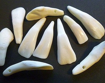 Genuine Buffalo Teeth for Jewelry Art Unique Craft Costume Bulk White