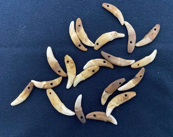 Antiqued Coyote Canine Teeth for Jewelry Art Unique Craft Costume Bulk