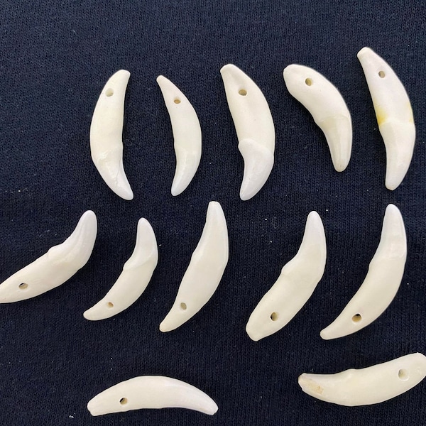 Coyote Canine Teeth for Jewelry Art Unique Craft Costume Bulk White