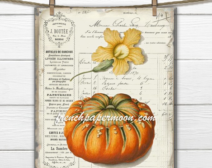 Vintage French Pumpkin Botanical, French Fabric Transfer, Large Image, Printable Botanical Pumpkin, Fall Decor