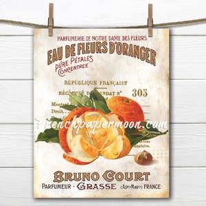 Shabby botanische Orangen, französische Orangengrafik, Vintage Obstdruck, Küchendekor, französisches Kissenbild, Sublimation, Kunsthandwerk, transparent