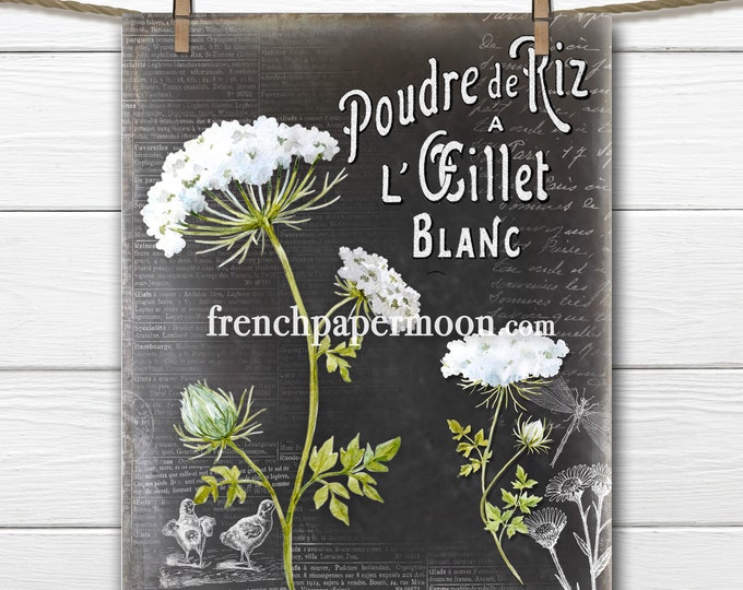 Chalkboard French Perfume Graphic Queen Anne's Lace Botanical Printable Image Transfer French Pillow Image