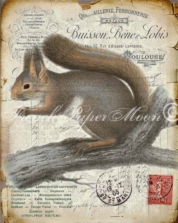 Vintage Red Squirrel on French Ephemera Print 8x10 P56
