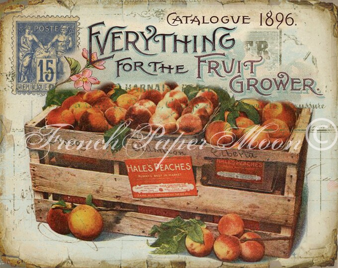 Vintage Peach Download, Antique Fruit Advertisement, Fruit Fabric Transfer, Shabby Vintage Digital Fruit Graphic