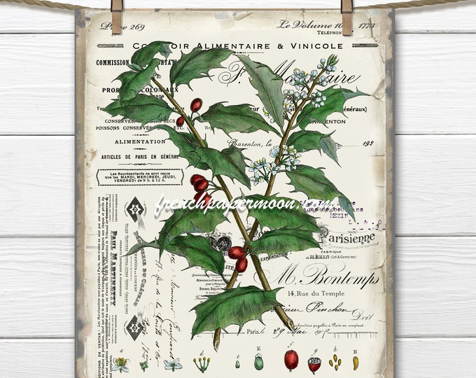 Antique French Holly Print, Vintage Digital Holly Botanical, Holly Pillow Image, French Xmas Holly, DIY Xmas Sign, Fabric Transfer, PNG