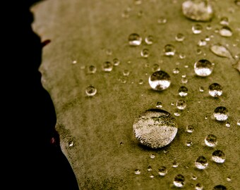 Nature Photography, Water Drop, Macro, Green, Black, fPOE, Velvet Dewdrops