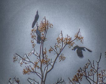 Nature Photography, Bird Photography, Sky, Black Birds, Dreamy, fPOE, Black Birds in China Berry Tree