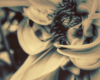 Nature Photography, Flower Photography, Macro, Macro Photography, Romantic, fPOE, Sepia Spring