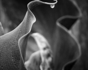 Nature Photography, Black and White, BNW, Water Drop, Pacific Northwest, fPOE, Water Drop on Ribbon Leaves