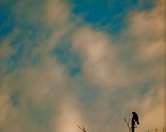 Nature Photography, Bird Photography, Sky, Clouds, Blue, Bird, New England, Dreamy, fPOE, Bird in Watercolor Sky