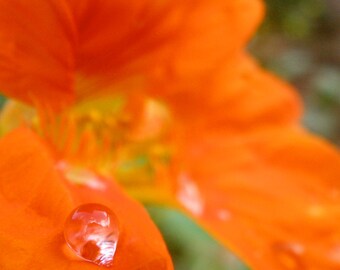 Nature Photography, Macro, Water Drops, Pacific Northwest, fPOE, Dewdrop on Orange Flower