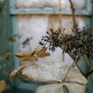 Nature Photography, Antique, Pacific Northwest, Washington State, Teal, Turquoise, fPOE, Winter Flowers Against Blue Shed