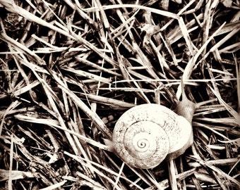 Nature Photography, Snail, Sepia, Black and White, Shell, Spiral, Austin, Texas, fPOE, Rain Dance