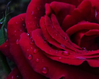 Nature Photography, Macro, Water Drops, Rose, Red Rose, Crimson, Scarlet, fPOE, Crimson Dew Rose