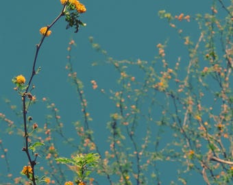 Nature Photography, Golden, Yellow, Flowers, fPOE, Golden Blossoms in Turquoise Sky
