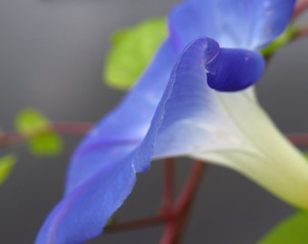 Nature Photography, Flower Photography, Flower, Petals, Macro, Blue, Purple, fPOE, Velvet Paintbrush