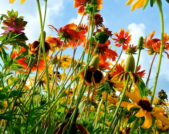 Flower Photography, Nature Photography, Nebraska, Wildflowers, Flower, Bright, Colorful, Blue Sky, fPOE, To The Sky